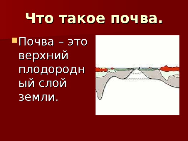 Что такое почва. Почва – это верхний плодородный слой земли. 
