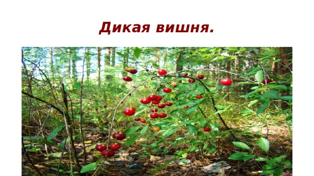 Дикая вишня. 