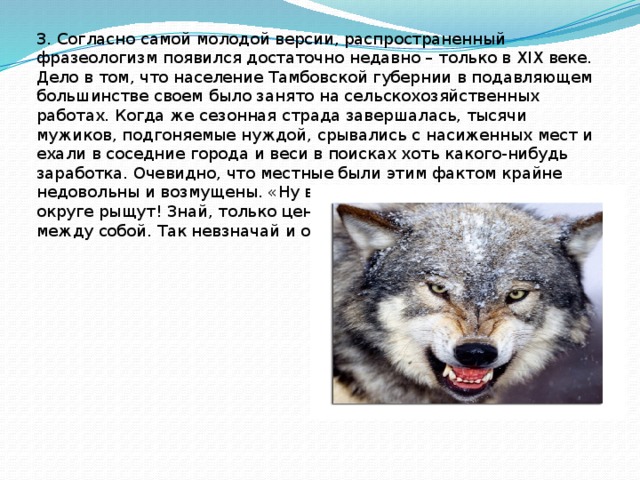 3. Согласно самой молодой версии, распространенный фразеологизм появился достаточно недавно – только в XIX веке. Дело в том, что население Тамбовской губернии в подавляющем большинстве своем было занято на сельскохозяйственных работах. Когда же сезонная страда завершалась, тысячи мужиков, подгоняемые нуждой, срывались с насиженных мест и ехали в соседние города и веси в поисках хоть какого-нибудь заработка. Очевидно, что местные были этим фактом крайне недовольны и возмущены. «Ну вот, снова тамбовские волки по округе рыщут! Знай, только цену сбивают!» - часто ворчали они между собой. Так невзначай и окрестили.   