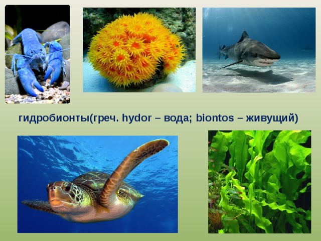 гидробионты(греч. hydor – вода; biontos – живущий) 