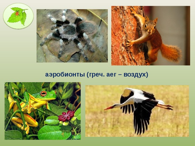 аэробионты (греч. aer – воздух) 