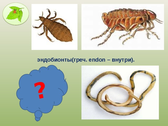 ? эндобионты(греч. endon – внутри). 