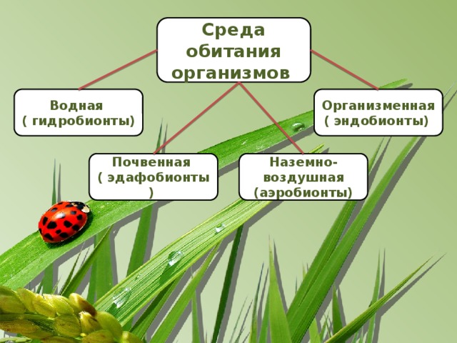 Среда обитания организмов Организменная Водная ( эндобионты) ( гидробионты) Почвенная Наземно- воздушная ( эдафобионты) (аэробионты) 