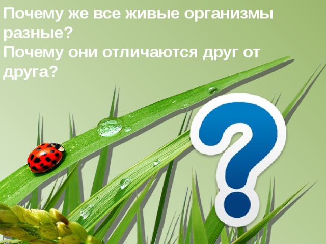 Почему же все живые организмы разные? Почему они отличаются друг от друга? 