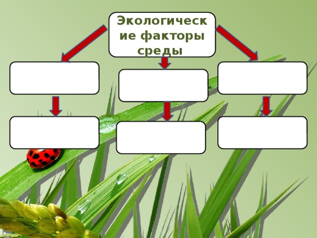 Экологические факторы среды       