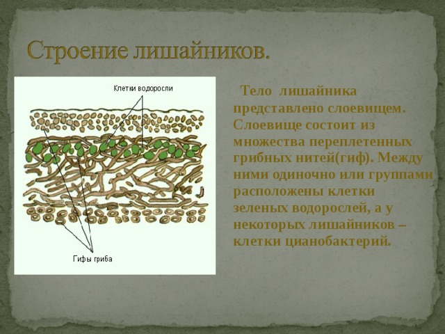  Тело лишайника представлено слоевищем. Слоевище состоит из множества переплетенных грибных нитей(гиф). Между ними одиночно или группами расположены клетки зеленых водорослей, а у некоторых лишайников – клетки цианобактерий. 