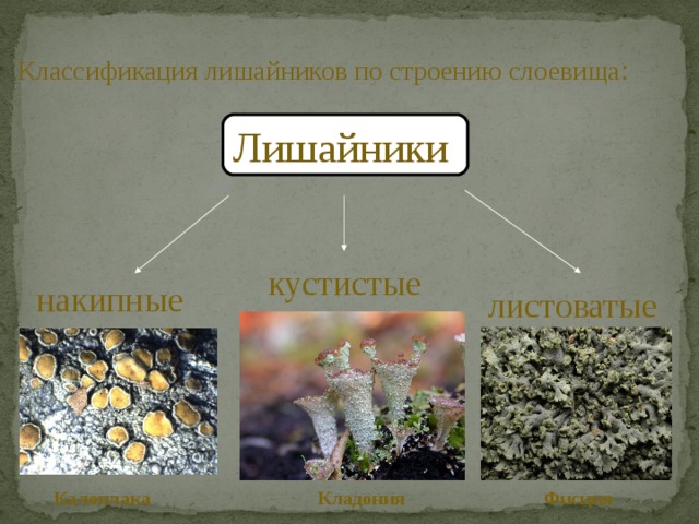 Классификация лишайников по строению слоевища : Лишайники кустистые накипные листоватые Калоплака Фисция Кладония 