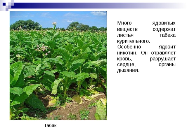 Много ядовитых веществ содержат листья табака курительного. Особенно ядовит никотин. Он отравляет кровь, разрушает сердце, органы дыхания. Табак 