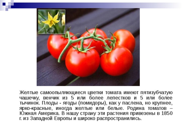  Желтые самоопыляющиеся цветки томата  имеют пятизубчатую чашечку, венчик из 5 или более лепестков и 5 или более тычинок. Плоды - ягоды (помидоры), как у паслена, но крупнее, ярко-красные, иногда желтые или белые. Родина томатов – Южная Америка. В нашу страну эти растения привезены в 1850 г. из Западной Европы и широко распространились. 