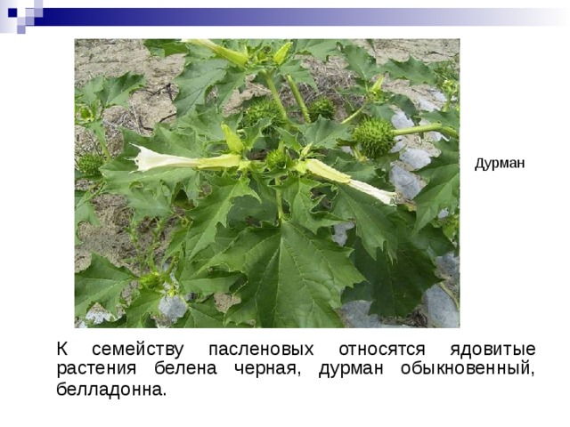 Дурман  К семейству пасленовых относятся ядовитые растения белена черная, дурман обыкновенный, белладонна.  