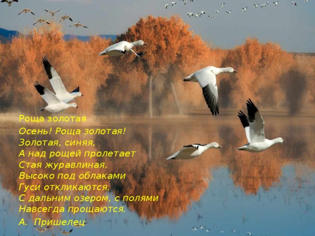 Роща золотая Осень! Роща золотая!  Золотая, синяя,  А над рощей пролетает  Стая журавлиная.  Высоко под облаками  Гуси откликаются,  С дальним озером, с полями  Навсегда прощаются. А. Пришелец 
