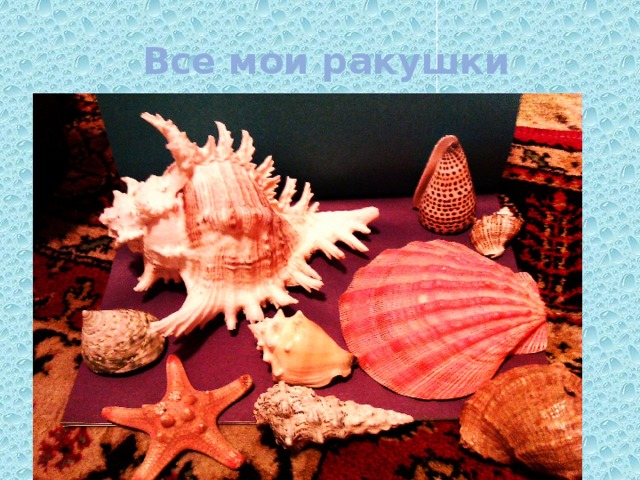  Все мои ракушки 