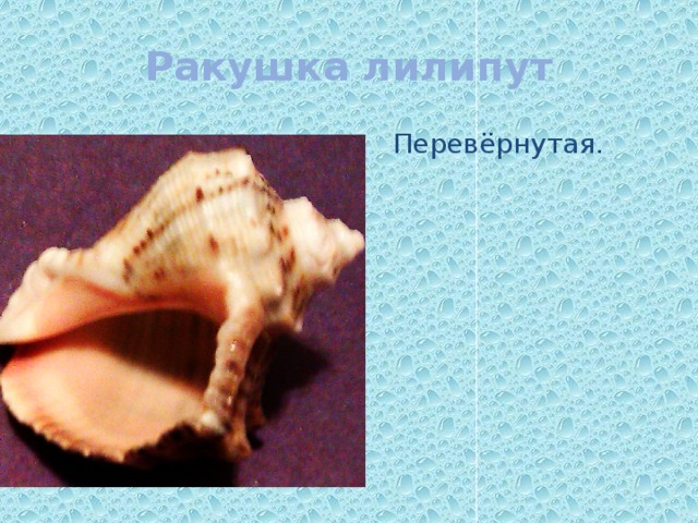 Ракушка лилипут Перевёрнутая. 