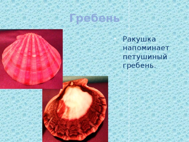 Гребень Ракушка напоминает петушиный гребень. 