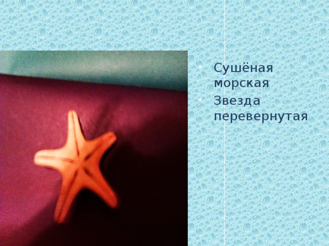 Сушёная морская Звезда перевернутая 