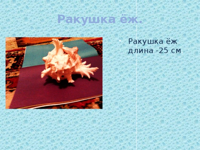Ракушка ёж. Ракушка ёж длина -25 см . 