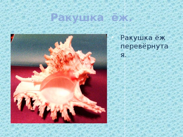 Ракушка ёж. Ракушка ёж перевёрнутая. 