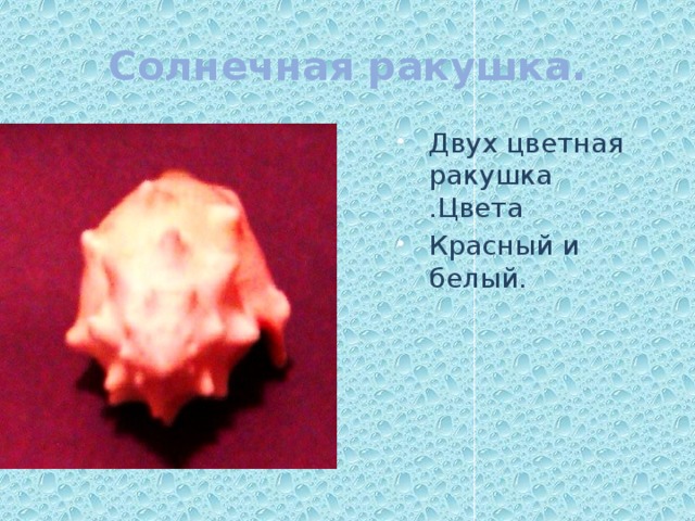 Солнечная ракушка. Двух цветная ракушка .Цвета Красный и белый. 