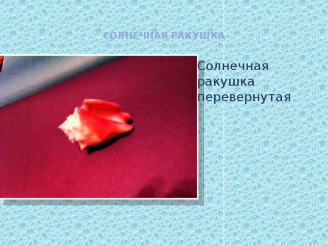 СОЛНЕЧНАЯ РАКУШКА Солнечная ракушка перевернутая 