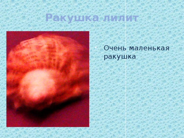 Ракушка лилит Очень маленькая ракушка 