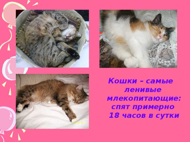 Кошки – самые  ленивые  млекопитающие: спят примерно  18 часов в сутки 