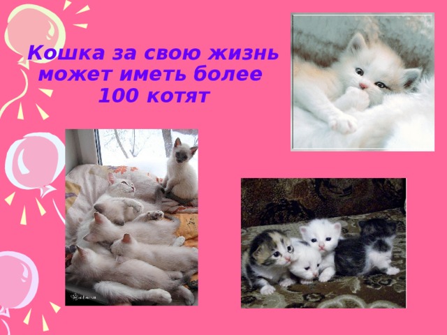 Кошка за свою жизнь может иметь более  100 котят 