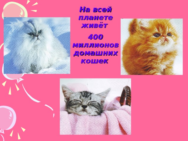 На всей планете живёт 400 миллионов домашних кошек  