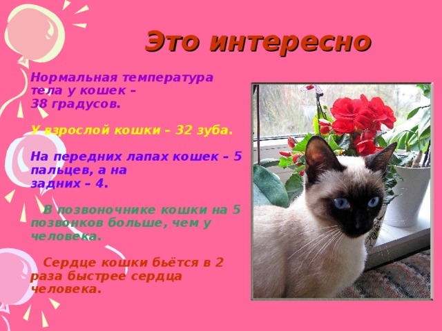 Это интересно Нормальная температура тела у кошек –  38 градусов.   У взрослой кошки – 32 зуба.    На передних лапах кошек – 5 пальцев, а на  задних – 4.   В позвоночнике кошки на 5 позвонков больше, чем у человека.    Сердце кошки бьётся в 2 раза быстрее сердца человека. 