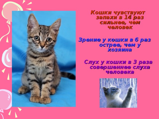  Кошки чувствуют запахи в 14 раз сильнее, чем человек   Зрение у кошки в 6 раз острее, чем у хозяина   Слух у кошки в 3 раза совершеннее слуха человека      
