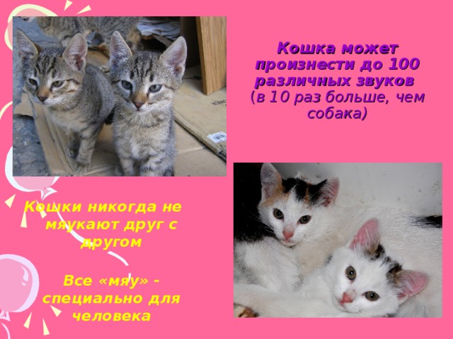 Кошка может произнести до 100 различных звуков  ( в 10 раз больше, чем собака) Кошки никогда не мяукают друг с другом  Все «мяу» - специально для человека 
