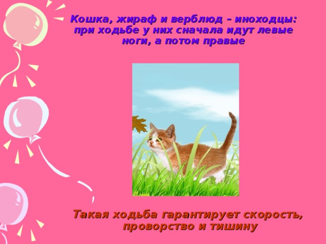 Кошка, жираф и верблюд – иноходцы: при ходьбе у них сначала идут левые ноги, а потом правые Такая ходьба гарантирует скорость,  проворство и тишину 