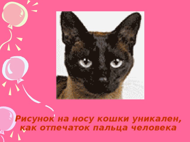 Рисунок на носу кошки уникален, как отпечаток пальца человека 