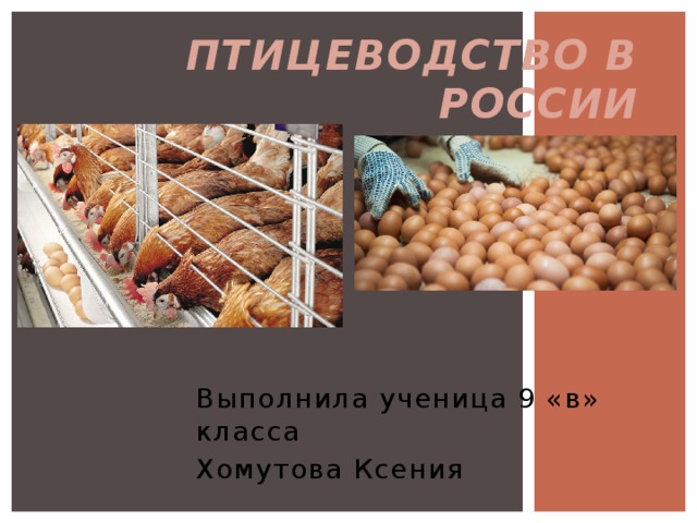 Птицеводство в России Выполнила ученица 9 «в» класса Хомутова Ксения 