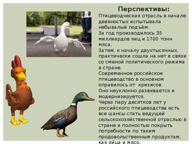  Перспективы: Птицеводческая отрасль в начале девяностых испытывала небывалый подъём. За год производилось 35 миллиардов яиц и 1700 тонн мяса. Затем, к началу двухтысячных, практически сошла на нет в связи со сменой политического режима в стране. Современное российское птицеводство в основном оправилось от кризисов. Оно неуклонно развивается и модернизируется. Через пару десятков лет у российского птицеводства есть все шансы стать ведущей сельскохозяйственной отраслью в стране и полностью покрыть потребности по таким продовольственным продуктам, как яйца и мясо. 