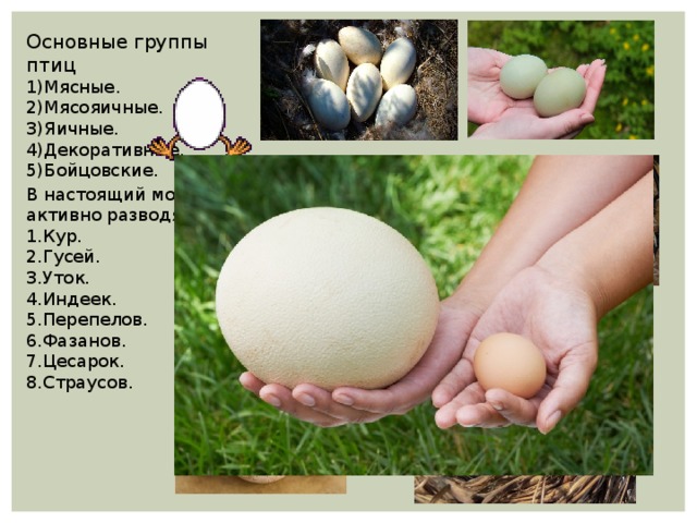 Основные группы птиц 1)Мясные. 2)Мясояичные. 3)Яичные. 4)Декоративные. 5)Бойцовские. В настоящий момент в России активно разводят: 1.Кур. 2.Гусей. 3.Уток. 4.Индеек. 5.Перепелов. 6.Фазанов. 7.Цесарок. 8.Страусов. 