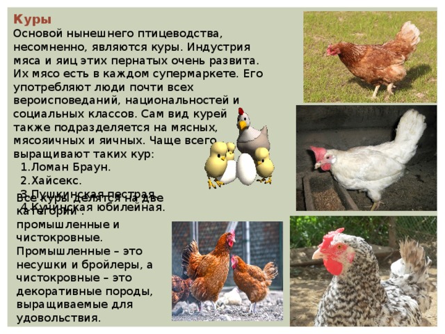 Куры Основой нынешнего птицеводства, несомненно, являются куры. Индустрия мяса и яиц этих пернатых очень развита. Их мясо есть в каждом супермаркете. Его употребляют люди почти всех вероисповеданий, национальностей и социальных классов. Сам вид курей также подразделяется на мясных, мясояичных и яичных. Чаще всего выращивают таких кур:  1.Ломан Браун.  2.Хайсекс.  3.Пушкинская пестрая.  4.Кучинская юбилейная. Все куры делятся на две категории : промышленные и чистокровные. Промышленные – это несушки и бройлеры, а чистокровные – это декоративные породы, выращиваемые для удовольствия. 