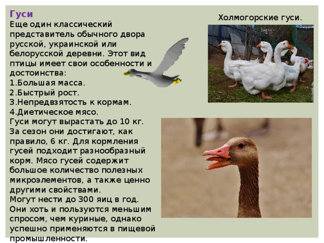 Гуси Еще один классический представитель обычного двора русской, украинской или белорусской деревни. Этот вид птицы имеет свои особенности и достоинства: 1.Большая масса. 2.Быстрый рост. 3.Непредвзятость к кормам. 4.Диетическое мясо. Гуси могут вырастать до 10 кг. За сезон они достигают, как правило, 6 кг. Для кормления гусей подходит разнообразный корм. Мясо гусей содержит большое количество полезных микроэлементов, а также ценно другими свойствами. Могут нести до 300 яиц в год. Они хоть и пользуются меньшим спросом, чем куриные, однако успешно применяются в пищевой промышленности. Холмогорские гуси. 