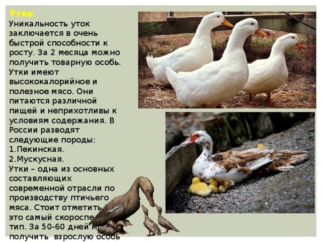 Утки Уникальность уток заключается в очень быстрой способности к росту. За 2 месяца можно получить товарную особь. Утки имеют высококалорийное и полезное мясо. Они питаются различной пищей и неприхотливы к условиям содержания. В России разводят следующие породы: 1.Пекинская. 2.Мускусная. Утки – одна из основных составляющих современной отрасли по производству птичьего мяса. Стоит отметить, что это самый скороспелый тип. За 50-60 дней можно получить взрослую особь на продажу. 