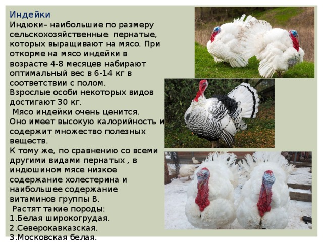 Индейки Индюки– наибольшие по размеру сельскохозяйственные пернатые, которых выращивают на мясо. При откорме на мясо индейки в возрасте 4-8 месяцев набирают оптимальный вес в 6-14 кг в соответствии с полом. Взрослые особи некоторых видов достигают 30 кг.  Мясо индейки очень ценится. Оно имеет высокую калорийность и содержит множество полезных веществ. К тому же, по сравнению со всеми другими видами пернатых , в индюшином мясе низкое содержание холестерина и наибольшее содержание витаминов группы В.  Растят такие породы: 1.Белая широкогрудая. 2.Северокавказская. 3.Московская белая. 