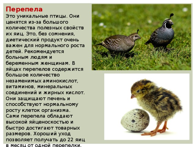 Перепела Это уникальные птицы. Они ценятся из-за большого количества полезных свойств их яиц. Это, без сомнения, диетический продукт очень важен для нормального роста детей. Рекомендуется больным людям и беременным женщинам. В яйцах перепелов содержится большое количество незаменимых аминокислот, витаминов, минеральных соединений и жирных кислот. Они защищают печень и способствуют нормальному росту клеток организма. Сами перепела обладают высокой яйценоскостью и быстро достигают товарных размеров. Хороший уход позволяет получать до 22 яиц в месяц от одной перепелки. Стоит отметить ценность мяса перепелов. 