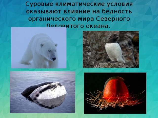 Суровые климатические условия оказывают влияние на бедность органического мира Северного Ледовитого океана. 