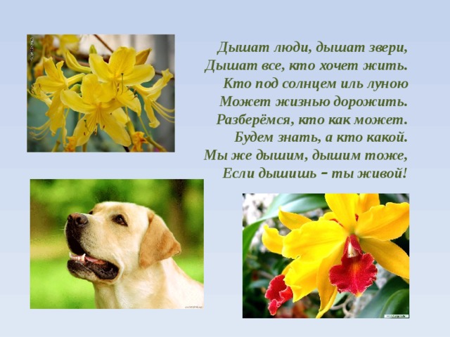 Дышат люди, дышат звери, Дышат все, кто хочет жить. Кто под солнцем иль луною Может жизнью дорожить. Разберёмся, кто как может. Будем знать, а кто какой. Мы же дышим, дышим тоже, Если дышишь – ты живой!