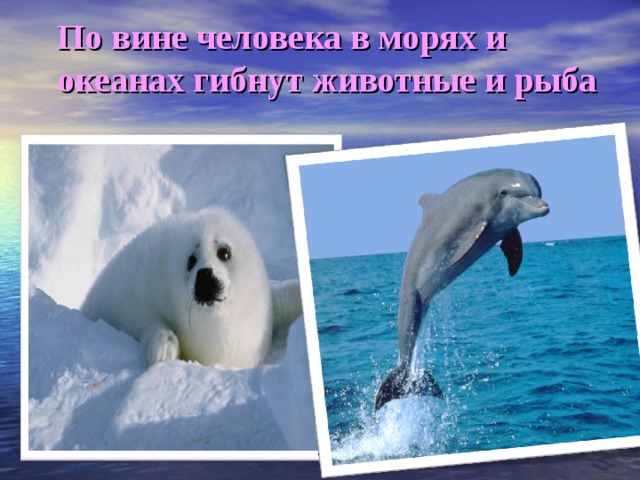 По вине человека в морях и океанах гибнут животные и рыба 