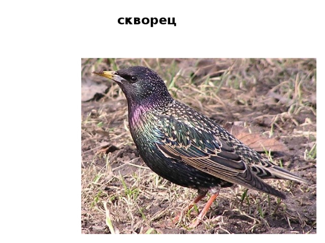 скворец 