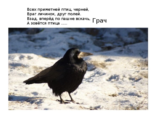  Всех приметней птиц, черней,       Враг личинок, друг полей.       Взад, вперёд по пашне вскачь,       А зовётся птица ..... Грач 