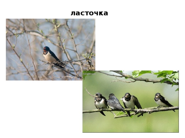 ласточка 