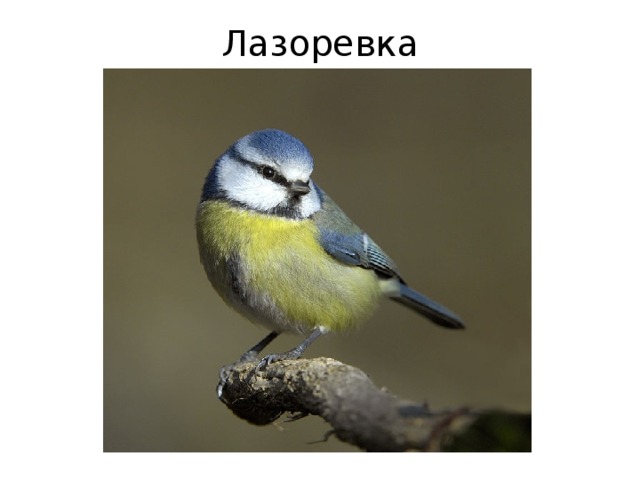 Лазоревка 