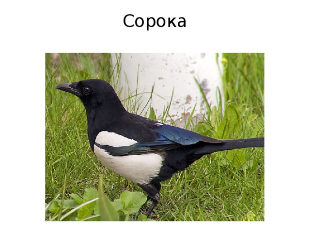 Сорока 