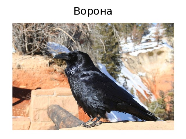 Ворона 