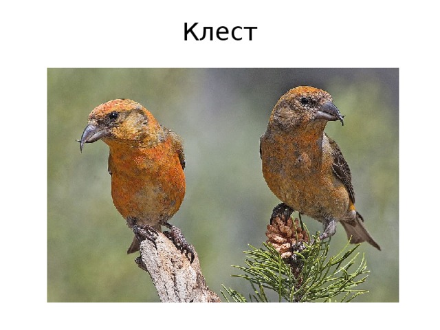 Клест 
